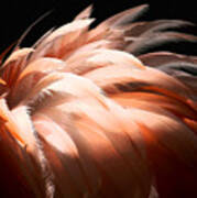 Flamingo Feathers Art Print