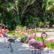 Flamingo Flock Art Print