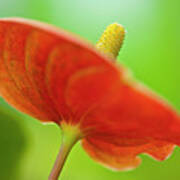 Flamingo Flower 2 Art Print