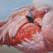 Flamingo Preening Art Print