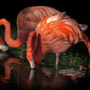 Flamingo Reflection Art Print