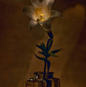 Flashlight Series Easter Lily 4 Art Print