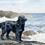 Flat Coated Retriever At The Beach Art Print