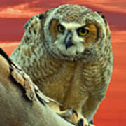 Fledgling Great Horned Owl Art Print