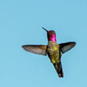 Flight Of A Hummingbird Art Print