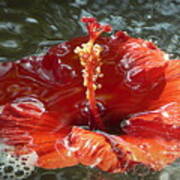 Floating Hibiscus Art Print