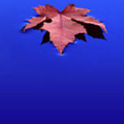 Floating Leaf 1 - Maple Art Print