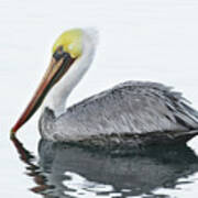 Floating Pelican Art Print