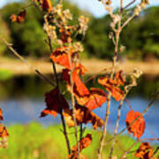 Florida Fall Leaves Art Print