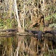 Florida Gators - Everglades Swamp Art Print