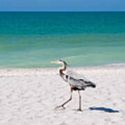 Florida Sanibel Island Summer Vacation Beach Wildlife Art Print