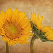 Flowers Of The Sun Art Print