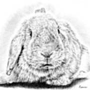 Fluffy Bunny Art Print