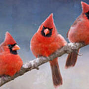 Fluffy Cardinal Trio Art Print