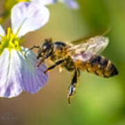 Honeybee Landing On Milkmaids Flower Art Print