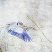 Flying Blue Heron Art Print