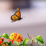 Flying Monarch Butterfly Art Print