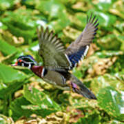 Flying Wood Duck Art Print