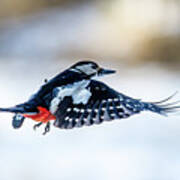 Flying Woodpecker Art Print