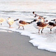 Foggy Morning With Terns And Gulls Art Print