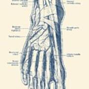 Foot Diagram - Human Circulatory System Art Print