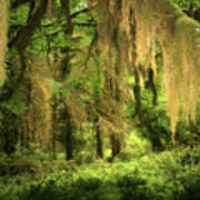 Forest Fantasy - Quinault - Gateway To Paradise On The Olympic Peninsula Wa Art Print