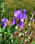 Found These Beautiful Irises While On A Art Print