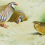 French Partridge And Chicks Art Print