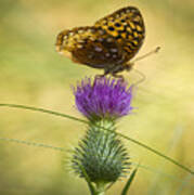 Fritillary On Thistle 2013-2 Art Print