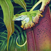 Frog In Tropical Pitcher Art Print