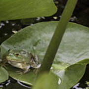 Frog On A Lily Pad Art Print