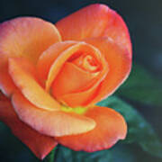 From My Rose Gardens Art Print