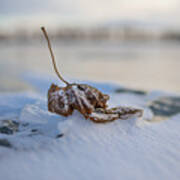 Frozen Leaf On Lake Reno Art Print