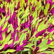 Fuchsia And Green -- Aloha Ground Cover Art Print