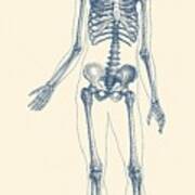 Full Body Skeleton - Vintage Anatomy Poster Art Print