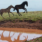 Fun In The Rockies- Wild Horse Foals Art Print