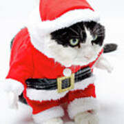 Funny Christmas Kitten Art Print