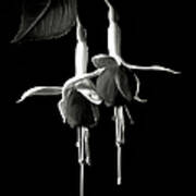 Fuchsias In Black And White Art Print
