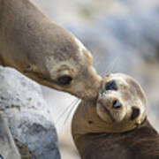 Galapagos Sea Lion Kiss Art Print