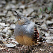 Gambel's Quail Art Print