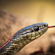 Garter Snake And Tongue Art Print