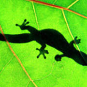 Green Gecko Art Print