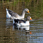 Geese On The Canal Art Print