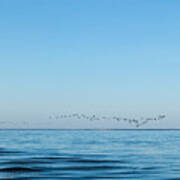 Geese Over The Cape Cod Bay Art Print