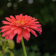 Gerbera Daisy Art Print