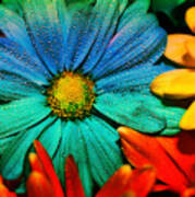 Gerbera Daisy Art Print