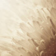 Gerbera Sepia Art Print