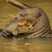 Giant River Otter Art Print