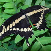 Giant Swallowtail Butterfly Art Print