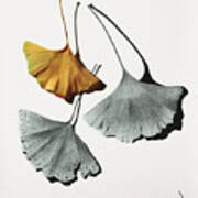 Ginkgo Leaves Art Print